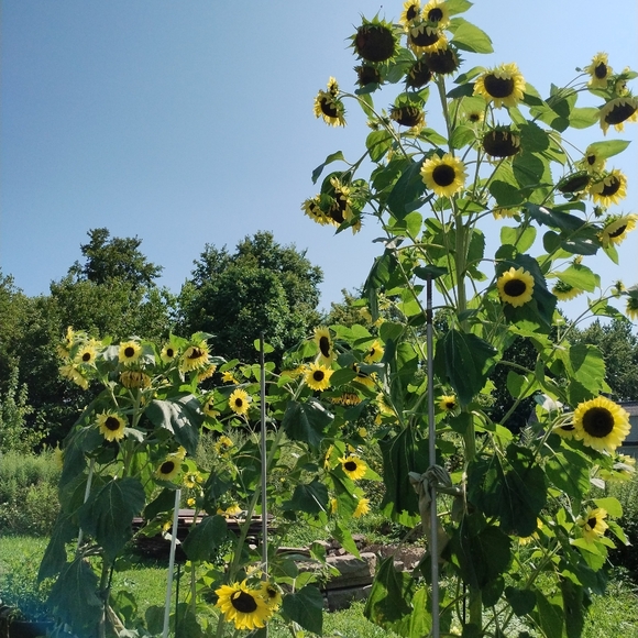 Meet your Posher, Rebekah - Picture 2 of 2